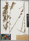 Foto von Salix purpurea L.